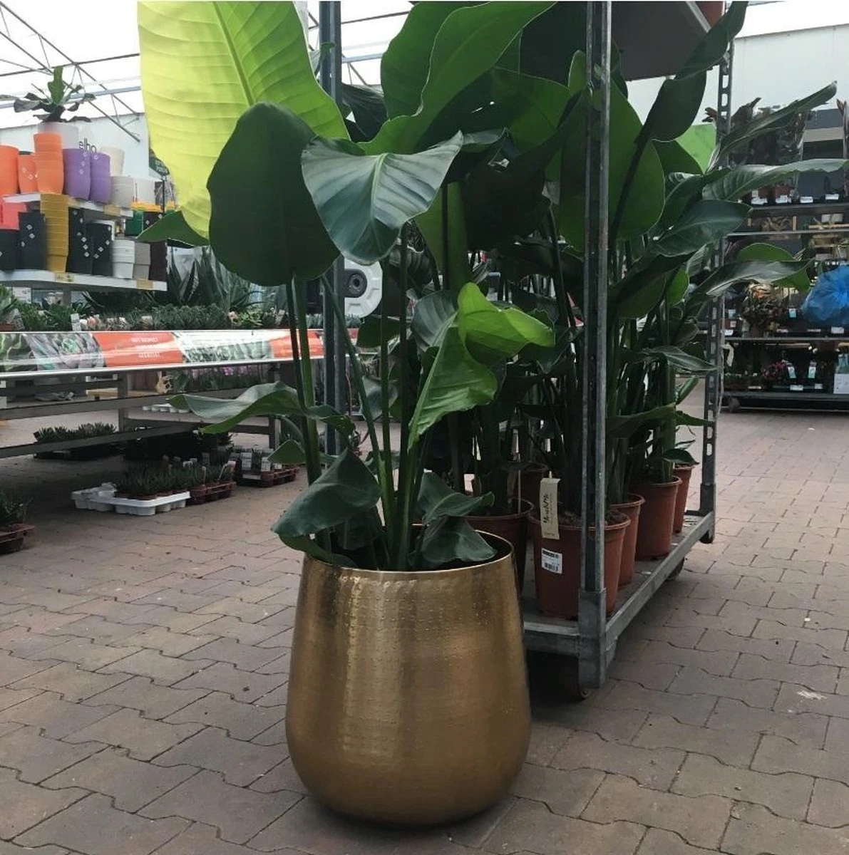 Gina Da Bloempot Karakter Goud - XL - Image 3