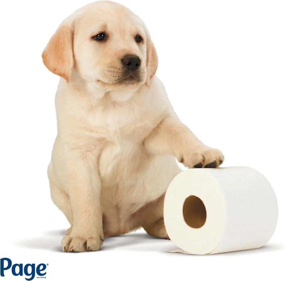 Page Toiletpapier - 96 Rollen - Compleet Schoon Wc Papier - Met Een Vleugje Katoen - Image 2