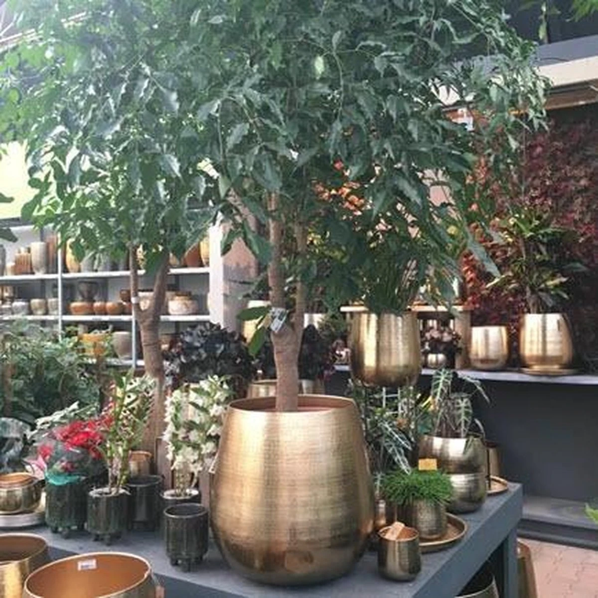 Gina Da Bloempot Karakter Goud - XL - Image 5