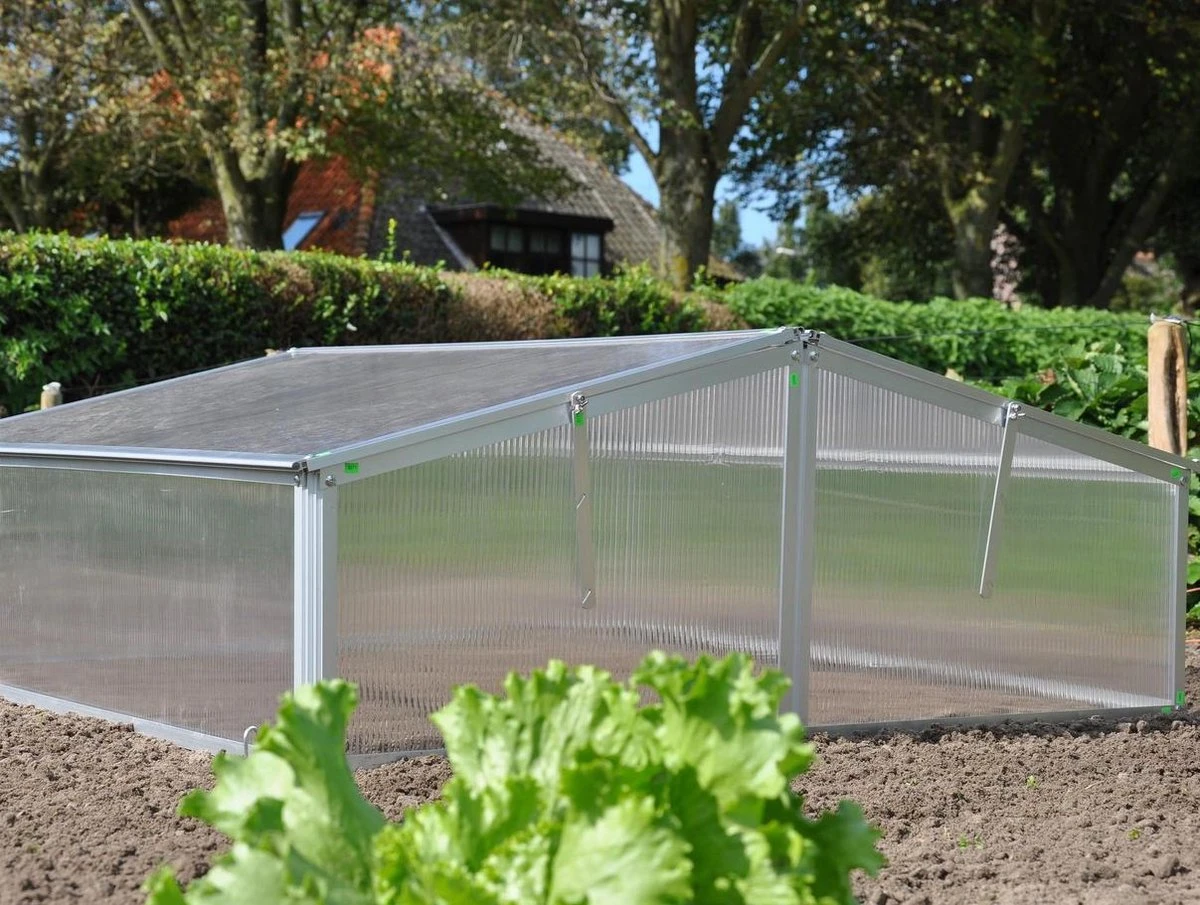 Royal Well Broeikas Silver Thyme - Image 2