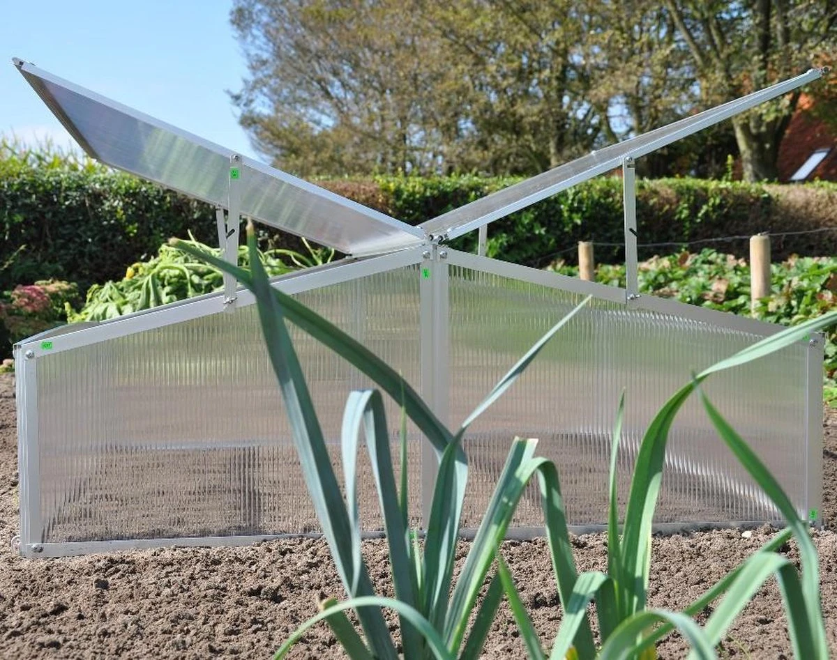 Royal Well Broeikas Silver Thyme - Image 3