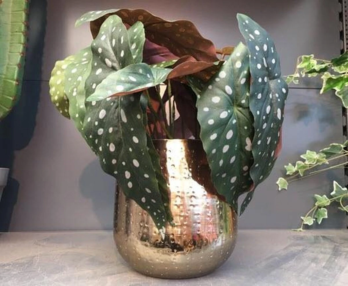 Gina Da Bloempot Karakter Goud - XL - Image 4