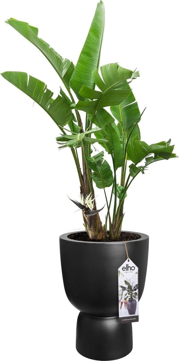 Elho Pure Coupe 41 - Bloempot Voor Binnen & Buiten - Ø 41.3 X H 57.9 Cm - Zwart/Zwart - Image 5