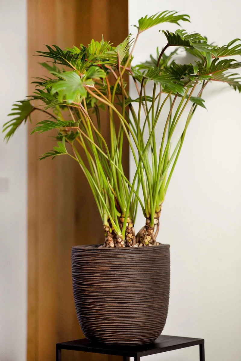 Capi Europe - Bloempot Bol Rib NL - 43x41 - Antraciet - Voor Binnen En Buiten - KOFZ933 - Image 4